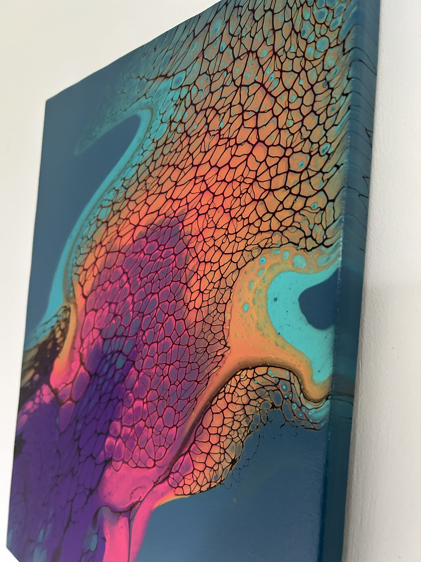Rainbow Jellyfish