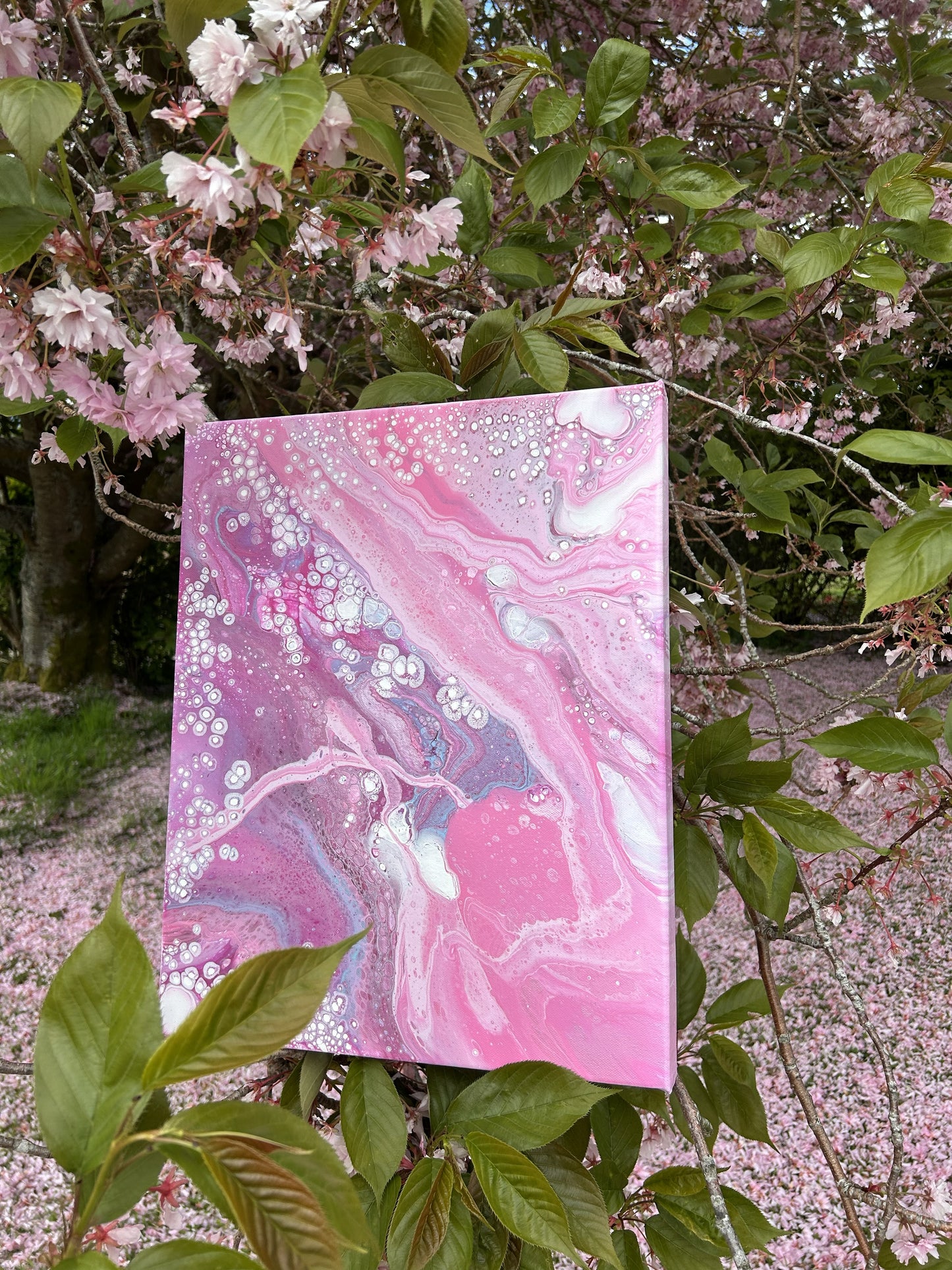 Cherry Blossom